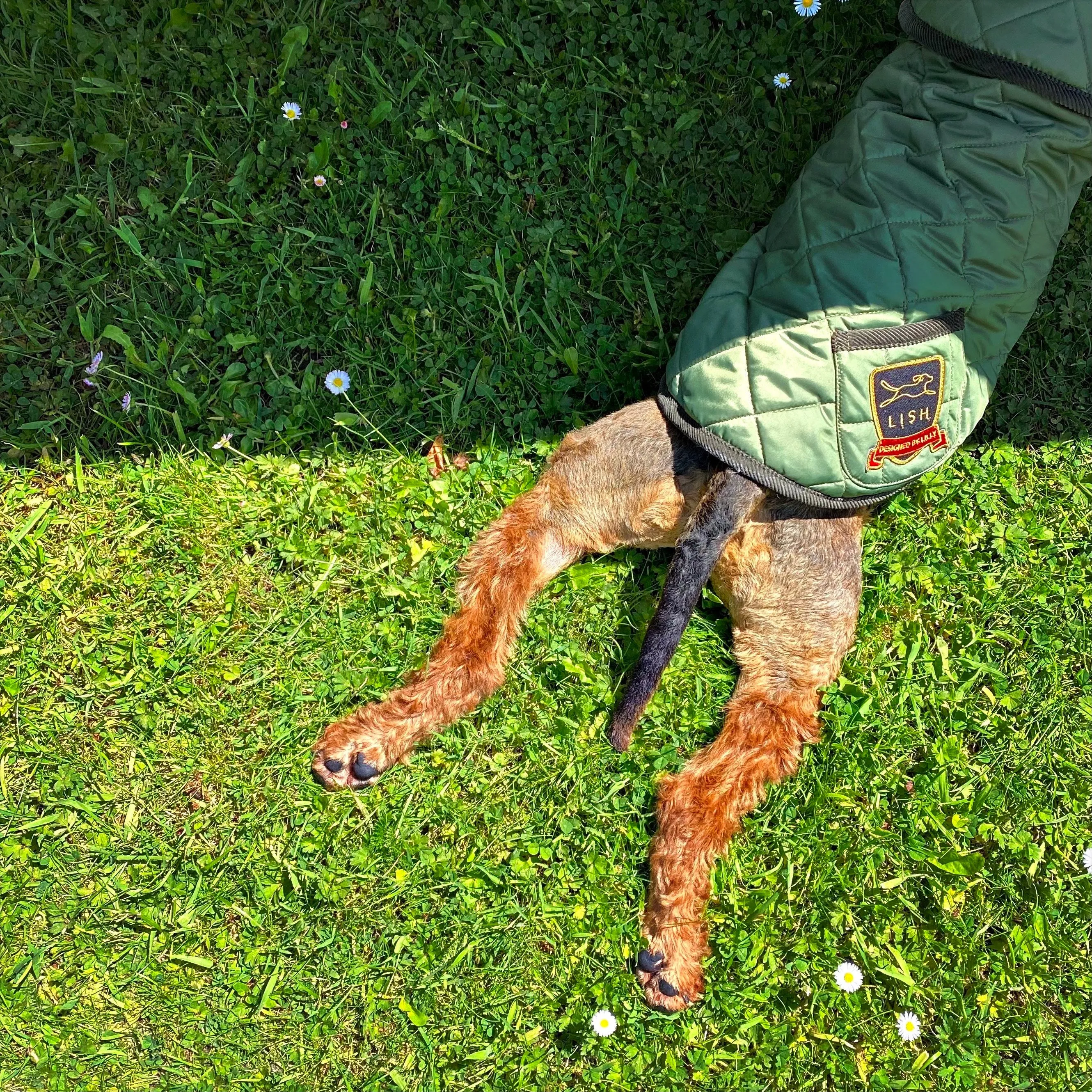 Elwin Khaki Green Designer Luxury Dog Coat
