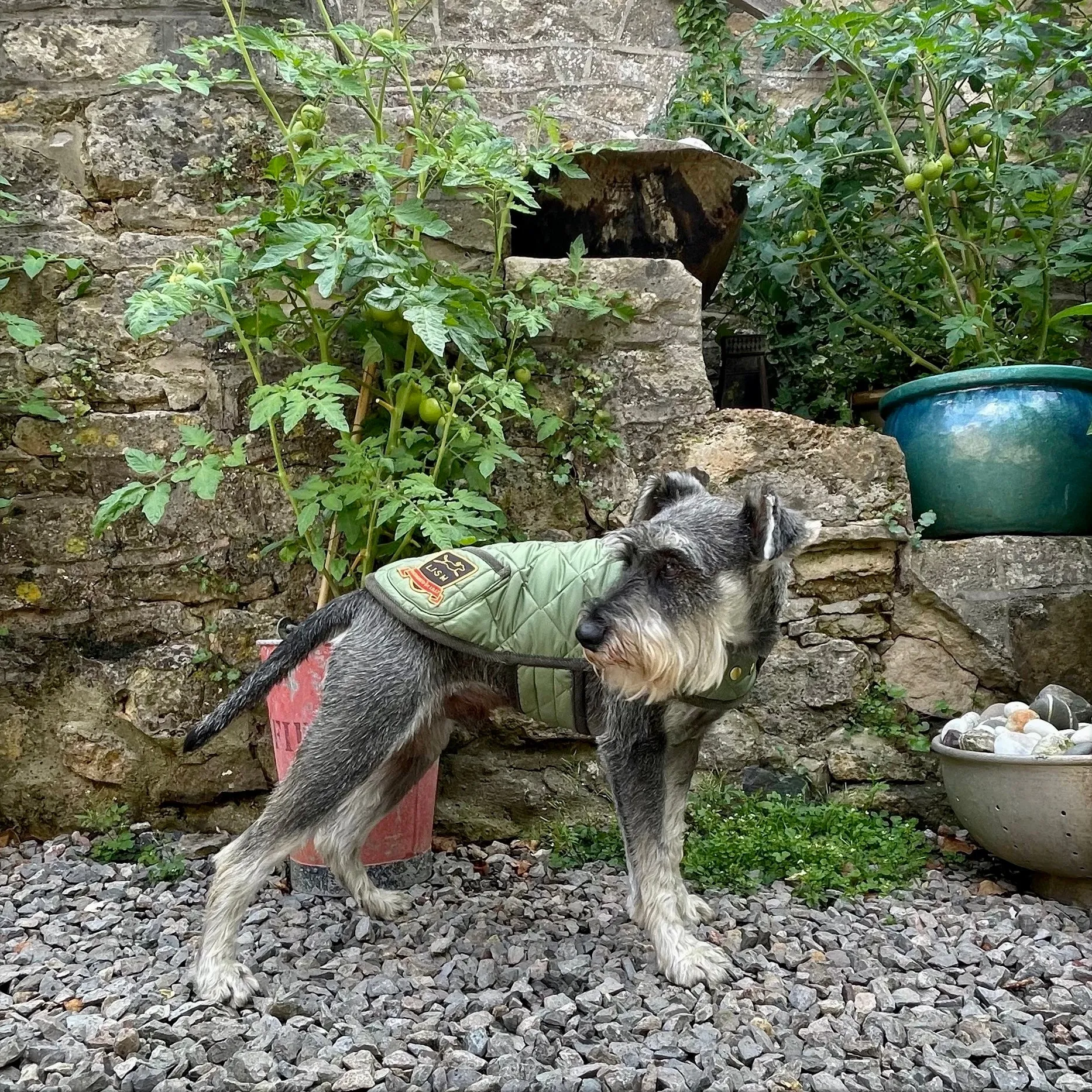 Elwin Khaki Green Designer Luxury Dog Coat